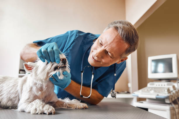 Best Emergency Treatment for Dental Infections or Abscesses in Bradley, WV